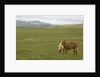Icelandic Horse Grazing Near Lagarfljot Lake by Anonymous