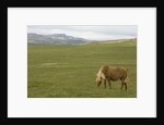 Icelandic Horse Grazing Near Lagarfljot Lake by Anonymous