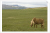 Icelandic Horse Grazing Near Lagarfljot Lake by Anonymous