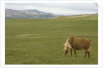 Icelandic Horse Grazing Near Lagarfljot Lake by Anonymous
