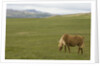 Icelandic Horse Grazing Near Lagarfljot Lake by Anonymous