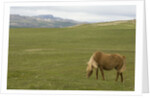 Icelandic Horse Grazing Near Lagarfljot Lake by Anonymous