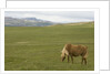 Icelandic Horse Grazing Near Lagarfljot Lake by Anonymous