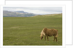 Icelandic Horse Grazing Near Lagarfljot Lake by Anonymous