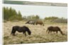 Icelandic Horse Grazing Near Lagarfljot Lake by Anonymous
