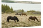 Icelandic Horse Grazing Near Lagarfljot Lake by Anonymous