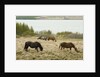 Icelandic Horse Grazing Near Lagarfljot Lake by Anonymous