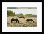 Icelandic Horse Grazing Near Lagarfljot Lake by Anonymous