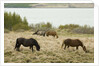 Icelandic Horse Grazing Near Lagarfljot Lake by Anonymous