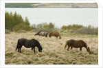 Icelandic Horse Grazing Near Lagarfljot Lake by Anonymous