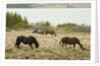 Icelandic Horse Grazing Near Lagarfljot Lake by Anonymous