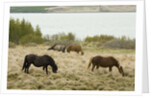Icelandic Horse Grazing Near Lagarfljot Lake by Anonymous