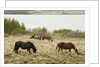 Icelandic Horse Grazing Near Lagarfljot Lake by Anonymous
