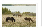 Icelandic Horse Grazing Near Lagarfljot Lake by Anonymous
