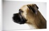 Boxer Dog by Anonymous