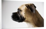 Boxer Dog by Anonymous