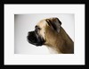 Boxer Dog by Anonymous
