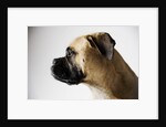 Boxer Dog by Anonymous