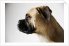 Boxer Dog by Anonymous