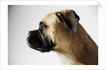 Boxer Dog by Anonymous