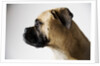 Boxer Dog by Anonymous