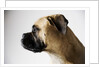 Boxer Dog by Anonymous