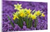 Yellow Daffodils in Purple Heather by Anonymous