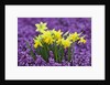 Yellow Daffodils in Purple Heather by Anonymous