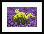 Yellow Daffodils in Purple Heather by Anonymous