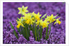Yellow Daffodils in Purple Heather by Anonymous
