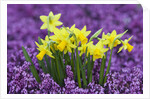 Yellow Daffodils in Purple Heather by Anonymous