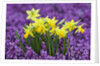 Yellow Daffodils in Purple Heather by Anonymous