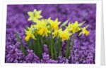 Yellow Daffodils in Purple Heather by Anonymous