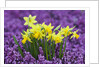 Yellow Daffodils in Purple Heather by Anonymous