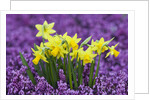 Yellow Daffodils in Purple Heather by Anonymous