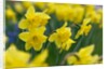 Yellow Daffodils by Anonymous