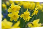 Yellow Daffodils by Anonymous