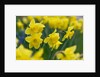 Yellow Daffodils by Anonymous