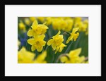 Yellow Daffodils by Anonymous