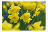 Yellow Daffodils by Anonymous
