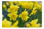 Yellow Daffodils by Anonymous