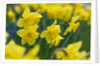 Yellow Daffodils by Anonymous