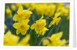 Yellow Daffodils by Anonymous