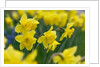 Yellow Daffodils by Anonymous