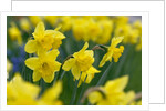 Yellow Daffodils by Anonymous