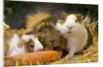 Guinea Pigs With Carrot by Anonymous