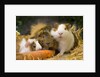 Guinea Pigs With Carrot by Anonymous