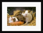 Guinea Pigs With Carrot by Anonymous
