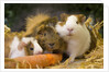 Guinea Pigs With Carrot by Anonymous