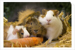 Guinea Pigs With Carrot by Anonymous